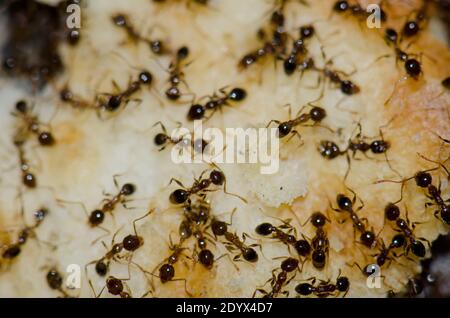 Argentinische Ameisen Linepitheema humile Fütterung auf Lebensmittelreste. San Sebastian de La Gomera. La Gomera. Kanarische Inseln. Spanien. Stockfoto