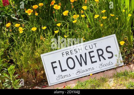Schöne Sommerblumen in einem Gartenbett mit einem weißen Schild, das frische Schnittblumen sagt. Nahaufnahme einer erstaunlichen Darstellung von blühenden Pflanzen in vielen Farben Stockfoto