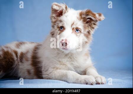 Border Collie Welpen im Studio Stockfoto