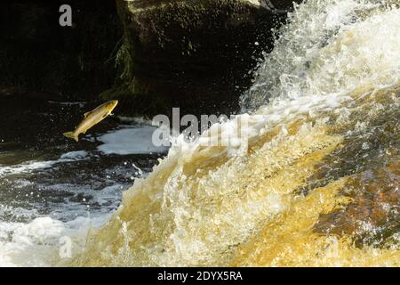 Bachforelle (Salmo trutta) springt einen Wasserfall, um zu Laichplätzen flussaufwärts zu gelangen. River Endrick, Trossachs National Park, Schottland Stockfoto