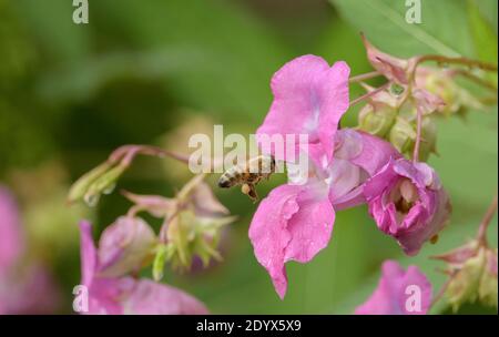 Honigbiene (APIs mellifera) sammelt Pollen aus Himalaya-Balsam (Impatiens glandurifera) auf Fluss zahmen Aue, rötliches Vale, Greater Mancheste Stockfoto