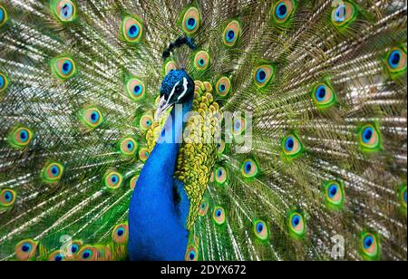 peacock männlich zeigt seine Schönheit Stockfoto