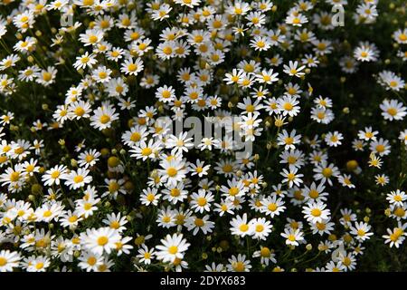 Vertikale Nahaufnahme auf einem Feld von wilden weißen Gänseblümchen Im europäischen Frühsommer Stockfoto