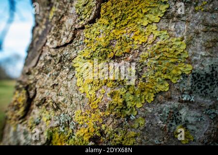 Nahaufnahme von Moos, das auf der Rinde eines Baumes wächst Stockfoto