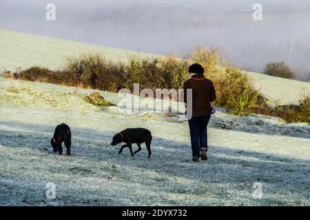 Shaftesbury, Dorset, Großbritannien. Dezember. Wetter in Großbritannien. Ein Hund geht auf Melbury Hill in der Nähe von Shaftesbury in Dorset mit dem Feld weiß gefärbt mit einem leichten Staubwischen von Schnee nach einem frühen Morgen winterlichen Dusche. Bild: Graham Hunt/Alamy Live News Stockfoto