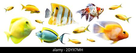 Exotische Rifffische isoliert auf weißem Hintergrund Stockfoto