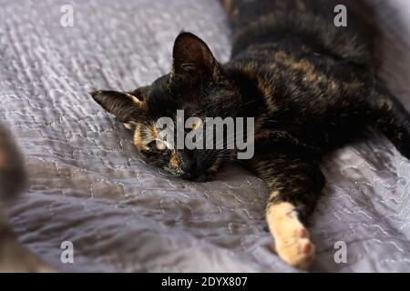 Schwarze Katze liegt auf grauem Sofa zu Hause. Inländische niedliche Katze. Veterinär- und Internatinale Katzentag Konzept. Selektiver Fokus. Stockfoto