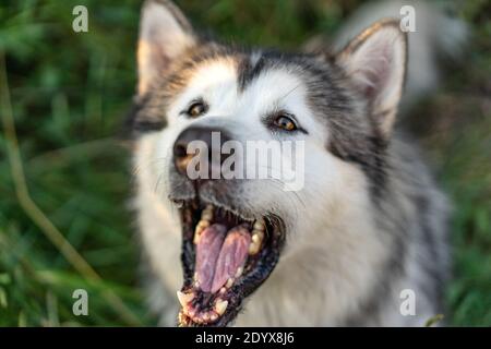 Junger Hund bellt, Nahaufnahme Stockfoto