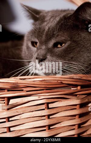 Vertikales Porträt der grauen plump rauchigen Hausweißreiher Katze ruht In Korbkorb in warmem Sonnenlicht Stockfoto