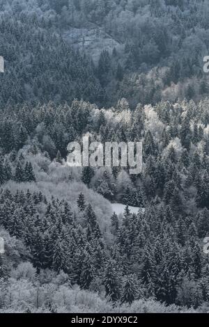 Luftaufnahme von dichtem Mischwald im Winter, schneebedeckte Bäume. Natur-, Forst- und Umweltkonzepte. Stockfoto