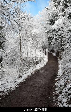 Idyllische Szene von schlammigen Pfad und schneebedeckten Bäumen im Wald. Wandern, Natur und saisonale Konzepte. Stockfoto