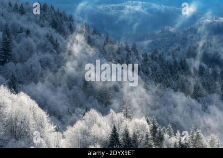 Luftaufnahme eines schönen Mischwaldes mit aufsteigendem Nebel im Winter. Natur-, Forst- und Umweltkonzepte. Stockfoto