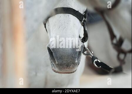 Weiß Pferd Nase Nahaufnahme, Details Stockfoto