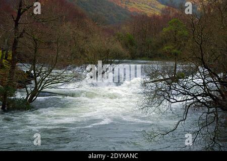 Der Ogwen-Fluss hat seine Hauptquelle im Ogwen-See in Snowdonia, wird aber hier in Spate gesehen, wie er durch ein bewaldetes Tal in seinen unteren Ausläufen geht. Stockfoto