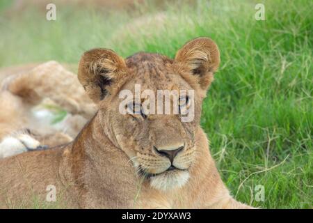 Afrikanische Löwin (Panthera lio), Kopfdetail, Gesichtszüge. Voller Augenkontakt. Vergleichsweise große Ohren weisen auf ein jüngeres Tier hin. Stockfoto