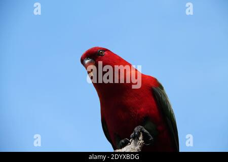 Ein australischer König Papagei auf einem Stück Holz thront. Stockfoto