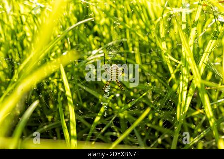 Gebänderte Gartenspinne, die ein Netz im grünen Gras weben In der Sonne Nahaufnahme Stockfoto