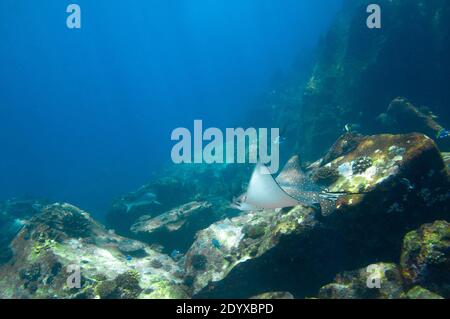 Zwischen den Rifffelsen schwimmende Weißkopfseeadler-Rochen (Aetobatus ocellatus) Stockfoto