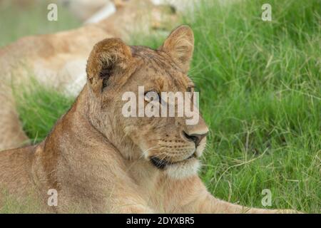 Afrikanische Löwin (Panthera leo). Wohlbefinden. Würdevolles, wachsames junges Tier, liegend, aber voll bewusst, wachsam, empfindlich für das Leben in der nahen Umgebung. Stockfoto