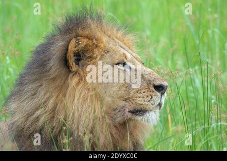 Afrikanischer Löwe (Panthera leo). Seitenansicht des Kopfes mit äußeren Parasiten, Zecken, befestigt, eingebettet, im Ohrrand. Stockfoto