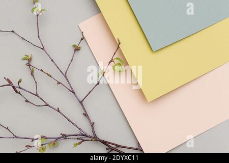 Zweige eines Baumes mit jungen blühenden Blättern auf geometrischen Pastellfarben Papierhintergrund, Textur. Hintergrund für Ihr Design. Frühling Pastell col Stockfoto