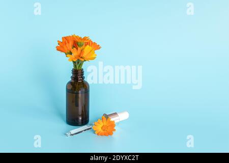 Ätherisches Öl in offener brauner Tropfflasche mit liegender Glaspipette und orangefarbener Blütenkalendula auf blauem Hintergrund. Konzept natürliche organische Schönheit cos Stockfoto