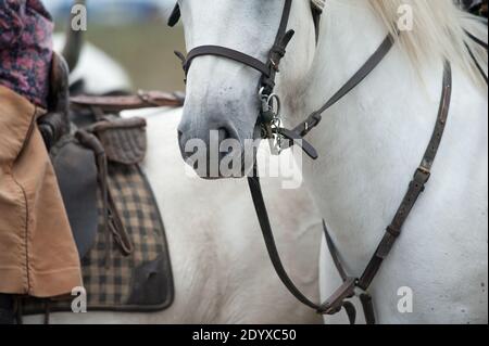 Weiße camargue Pferd Nahaufnahme Stockfoto