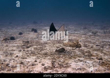 Weisskopfseeadler-Strahl (Aetobatus ocellatus) schwimmend auf dem sandigen Meeresboden. Stockfoto