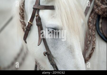 Weiße camargue Pferd Nahaufnahme Stockfoto