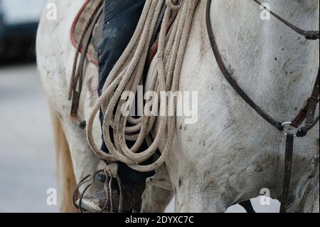 Reiter auf seinem Pferd, Lasso haltend, Nahaufnahme Stockfoto