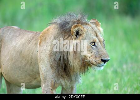 Afrikanischer Löwe (Panthera leo). Aussehen eines abgenutzten, vernarbten, aber immer noch helläugigen Tieres. Erschlaffung, Haltung, Haltung, traurig, vage, suchen, weite Augen, b Stockfoto