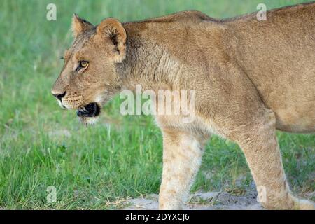 Afrikanischer Löwe (Panthera leo). Aussehen einer gesunden, jüngeren erwachsenen Frau, Löwin. Helläugig, wachsam, aufmerksam, Fell, Fell, Pelage in guter Pflege Stockfoto