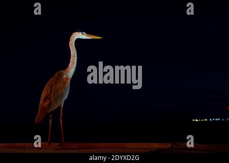 Grauer Reiher (Ardea cinerea) Vogel, der an einem Meeresufer steht und nachts auf eine Beute wartet, schwarzer Hintergrund, Lichter am Horizont. Malediven. Stockfoto