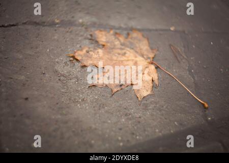 Ahornrot Herbstblatt im Herbst auf dem grauen Asphalt außen halb in Schärfe, halb in Unschärfe Stockfoto