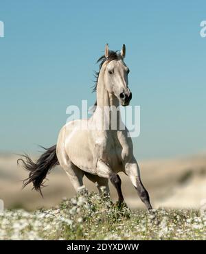 Schöner Hengst läuft im Blumenfeld Stockfoto