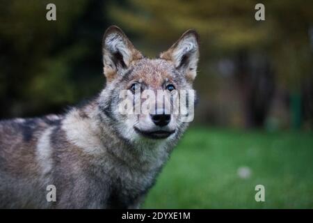 Horizontales Porträt eines grauen haarigen jungen Wolfsjungen auf Grünes Gras im Sommer Wald Natur im Freien Stockfoto