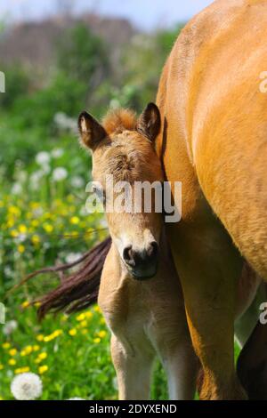Fohlen mit Stute im Sommer Stockfoto