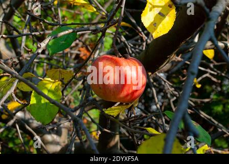Der natürliche Apfel im herbstlichen Obstgarten - der Apfel auf Ein Baum unter den novemberblättern Stockfoto
