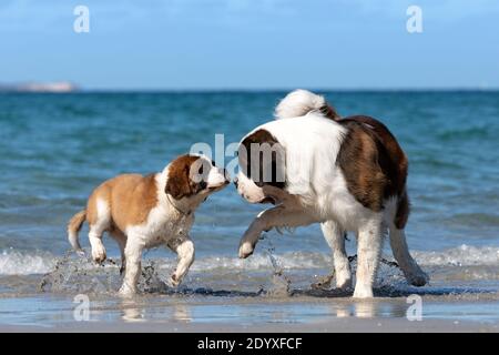 Saint Bernard Erwachsene und Saint Bernard Welpen spielen zusammen im flachen Wasser am Strand. Stockfoto