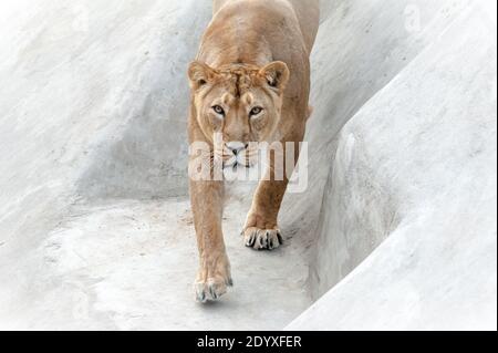 Löwin geht nach unten und schaut auf die Kamera Stockfoto