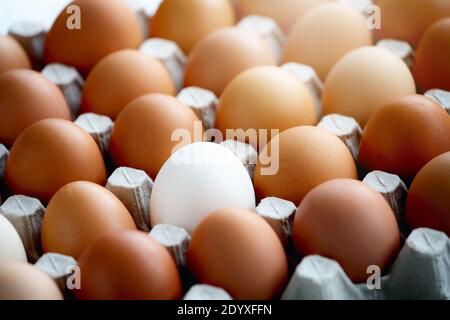 Auf einem Karton liegt ein weißes Hühnereier unter vielen gelben Eiern. Stockfoto