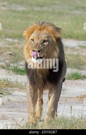 Afrikanischer Löwe (Panthera leo). Die Interaktion mit anderen vorwegnehmen. Zunge leckt Lippen. Aufrechte, selbstbewusste Haltung. Augen, die auf eine entfernte Ansicht blicken Stockfoto