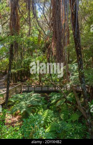 Kauri-Wald auf dem Waitangi-Vertragsgelände in Neuseeland Stockfoto