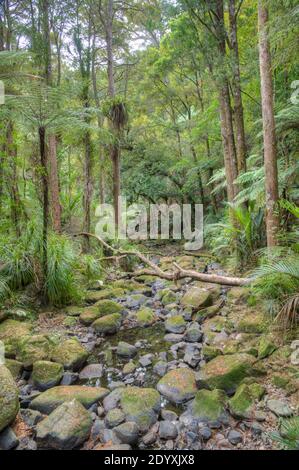 A. H. Reed Memorial Kauri Park in Whangarei, Neuseeland Stockfoto