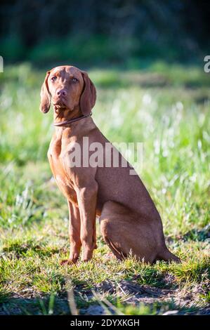 Ein junger gehorsamer ungarischer Vizsla Hund sitzt aufrecht und schaut auf die Kamera in einem Feld in der Sonne. Stockfoto