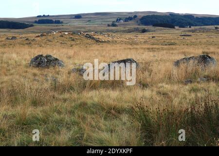 Ende eines Sommertages. In der Ferne grasen die Aubrac-Kühe friedlich auf der von der untergehenden Sonne goldenen Vegetation (Route des Lacs, Lozère, Frankreich) Stockfoto