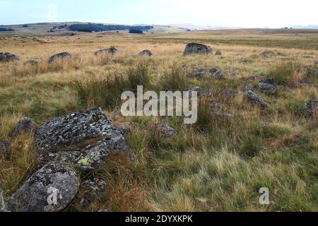 Ende eines Sommertages. In der Ferne grasen die Aubrac-Kühe friedlich auf der von der untergehenden Sonne goldenen Vegetation (Route des Lacs, Lozère, Frankreich) Stockfoto