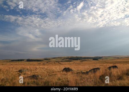 Ende eines Sommertages. In der Ferne grasen die Aubrac-Kühe friedlich auf der von der untergehenden Sonne goldenen Vegetation (Route des Lacs, Lozère, Frankreich) Stockfoto