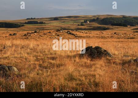 Ende eines Sommertages. In der Ferne grasen die Aubrac-Kühe friedlich auf der von der untergehenden Sonne goldenen Vegetation (Route des Lacs, Lozère, Frankreich) Stockfoto