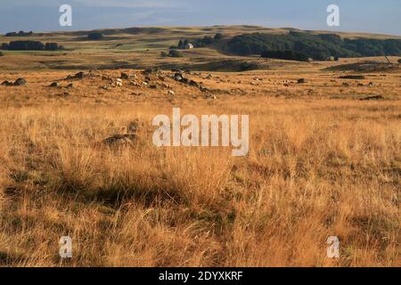 Ende eines Sommertages. In der Ferne grasen die Aubrac-Kühe friedlich auf der von der untergehenden Sonne goldenen Vegetation (Route des Lacs, Lozère, Frankreich) Stockfoto